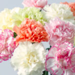 12-Classic-Carnations-1-2.jpg