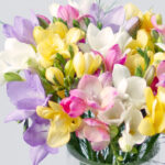 Fragrant-Freesias-1-2.jpg