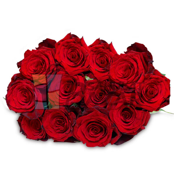 dozen-imported-red-roses.jpg
